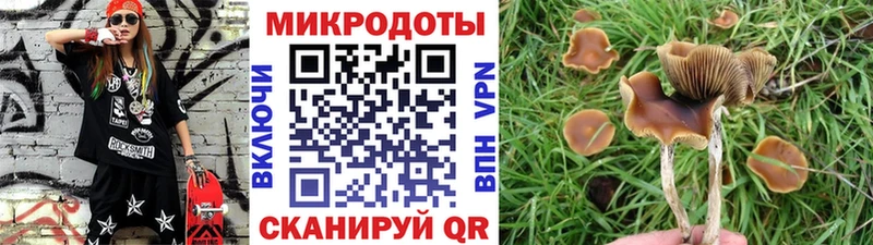 Псилоцибиновые грибы Psilocybe  Стерлитамак 
